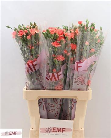 <h4>Di Tr Orange Amelie</h4>