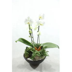5096 EBBI CASCADE PHAL X2