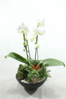 <h4>5096 EBBI CASCADE PHAL X2</h4>