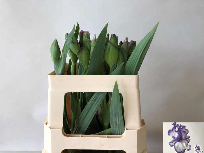 <h4>IRIS BUITEN OV</h4>