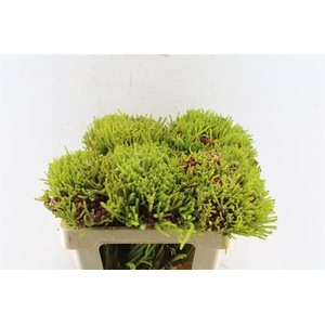 Kaaps Berz Strawberry