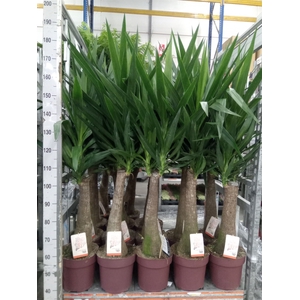 Yucca elephantipes   ...