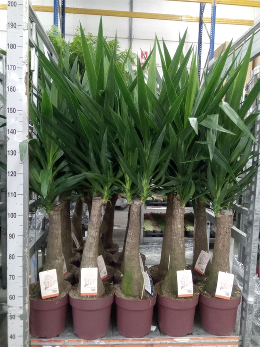 <h4>Yucca elephantipes   ...</h4>
