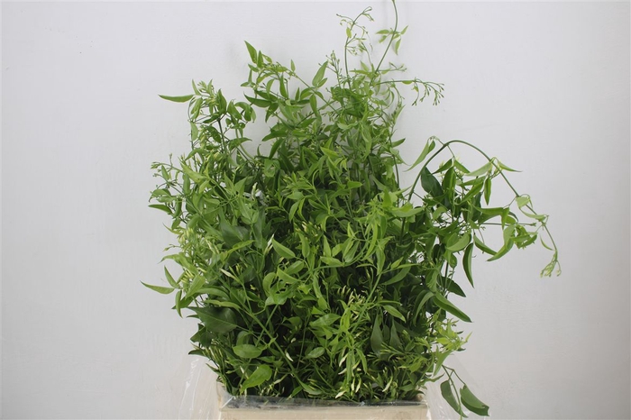 <h4>Jasmijn Ranken P Bunch</h4>