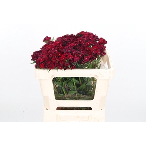 Di Barb Bar Burgundy