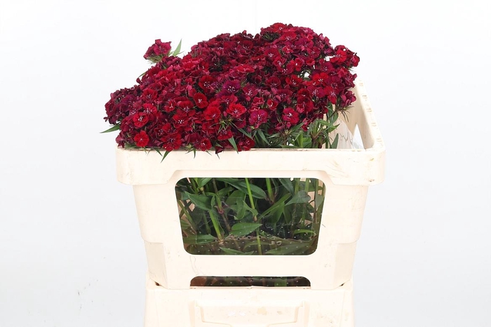 <h4>Di Barb Bar Burgundy</h4>