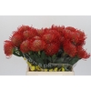 Nutans Ayoba Red