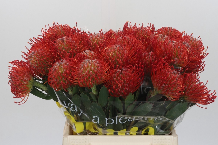 Nutans Ayoba Red