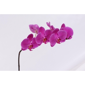 PHAL CHIANGMAI TAK 5-7