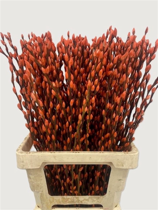 <h4>Salix Wilgenkatjes Orange 70cm P Stem</h4>