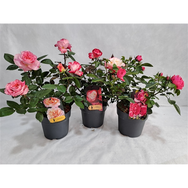 <h4>Roos struik grootbloemig P19 MIX licentie</h4>