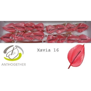 Anth A Xavia 11 cm X16 Oosterzon