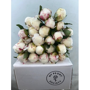 Paeonia Mary E. Nicholls