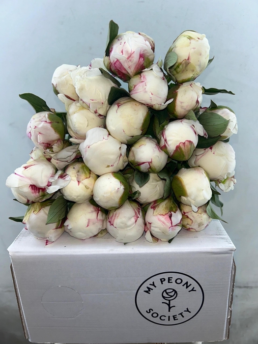 <h4>Paeonia Mary E. Nicholls</h4>