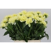 Dahlia Hilda Special