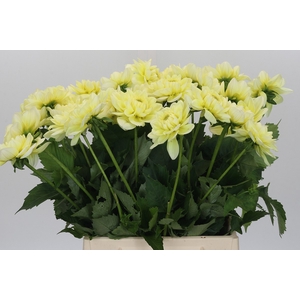 Dahlia Hilda Special