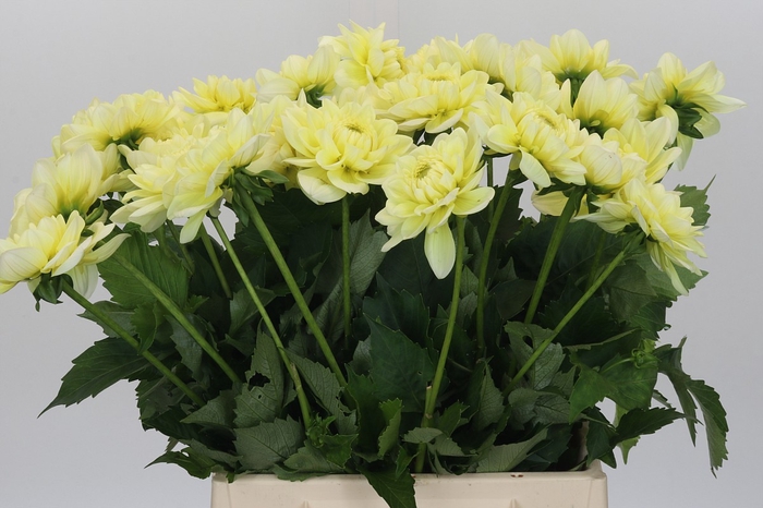 <h4>Dahlia Hilda Special</h4>