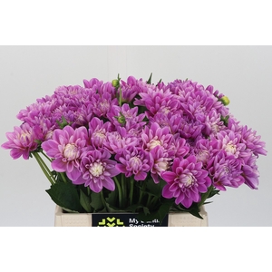 Dahlia Purple Onesta