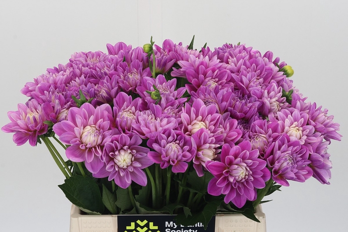 <h4>Dahlia Purple Onesta</h4>