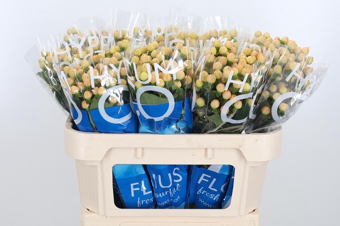 <h4>Hyp Coco Gelato</h4>