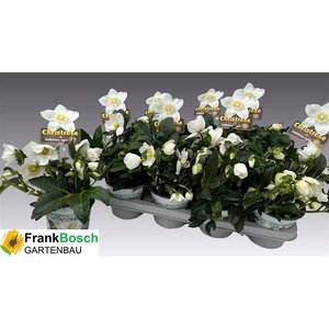 HELLEBORUS WINTERGOLD P14 40+