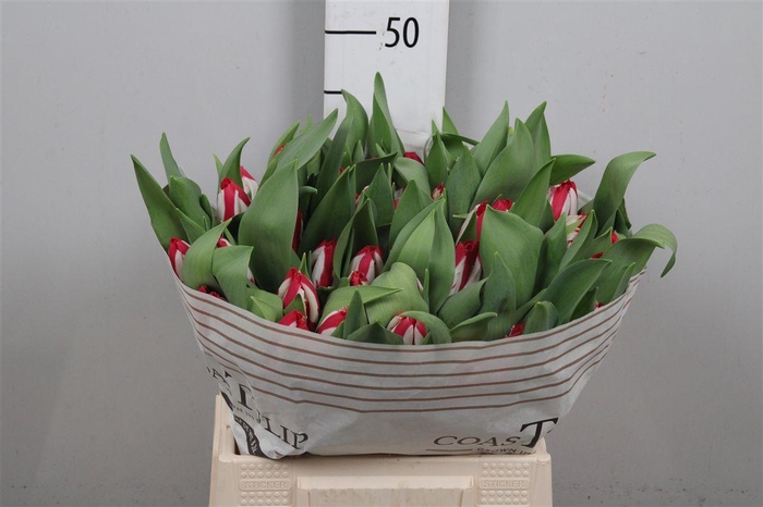 <h4>Tu Fr Happy Clown</h4>