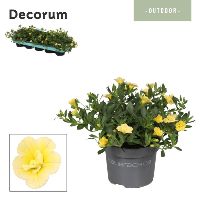 <h4>Calibrachoa - 10,5 cm - Neo Double Lemon - Decorum</h4>