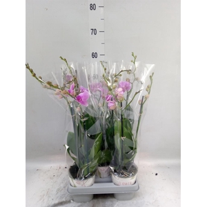 Phalaenopsis   ...mix