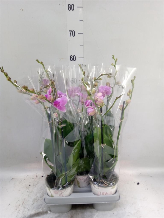 <h4>Phalaenopsis   ...mix</h4>