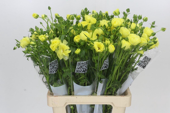 Ranunculus Butterfly Helios