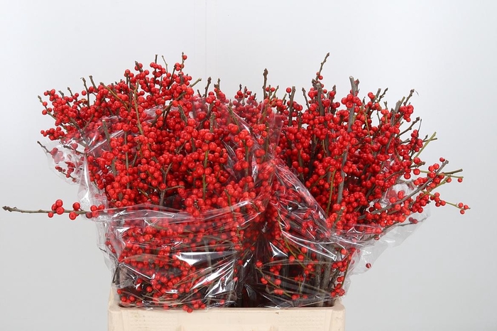 <h4>Ilex Ve Rode Bes</h4>