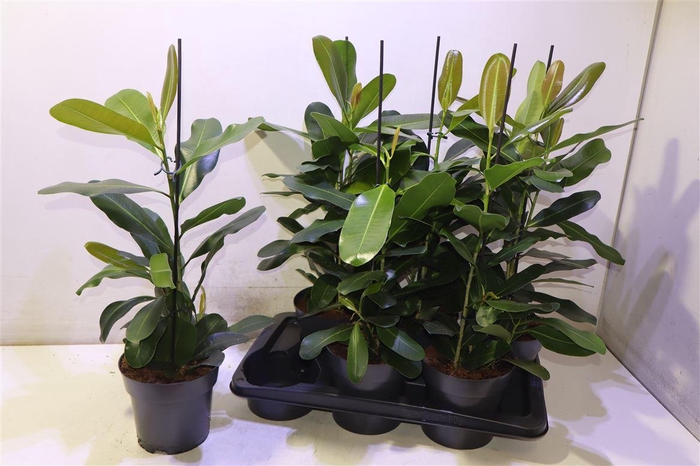 <h4>arr8 Fic Mi Smile</h4>