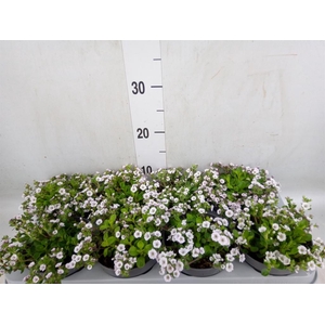Gypsophila cerastioides