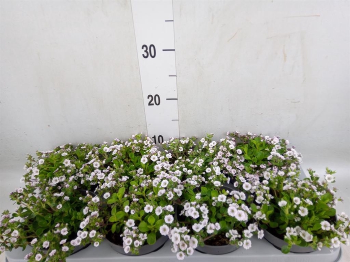 <h4>Gypsophila cerastioides</h4>