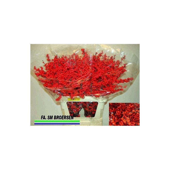 <h4>Ilex Ve Rode Bes</h4>