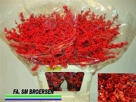 <h4>Ilex Ve Rode Bes</h4>