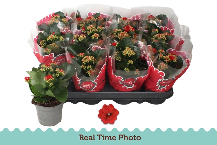 <h4>KAL GE RUBIO RED</h4>