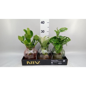 Planten ..mix