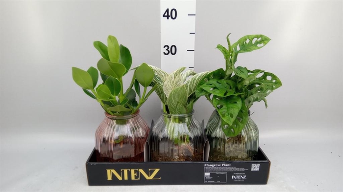 <h4>Planten ..mix</h4>