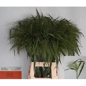 Panicum Fountain RBI