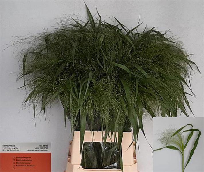 <h4>Panicum Fountain RBI</h4>