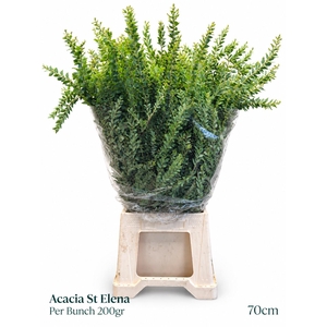 ACACIA DEALBATA BS