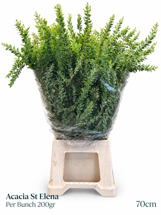 <h4>ACACIA DEALBATA BS</h4>