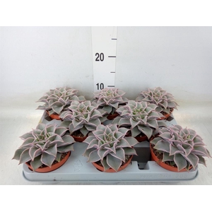 Echeveria   ...
