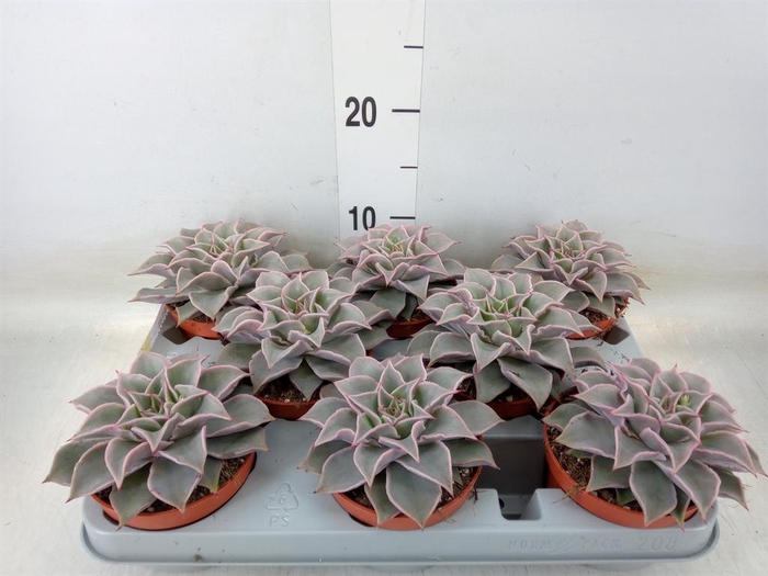 <h4>Echeveria   ...</h4>