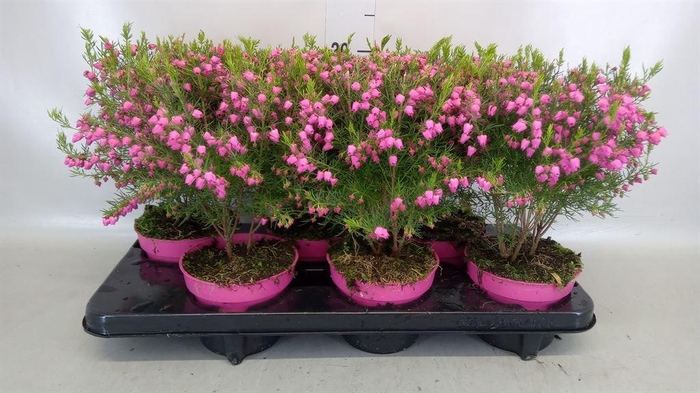 <h4>Boronia heterophylla</h4>