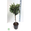 Olea Europaea