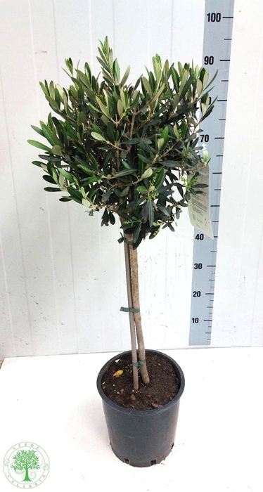 Olea Europaea