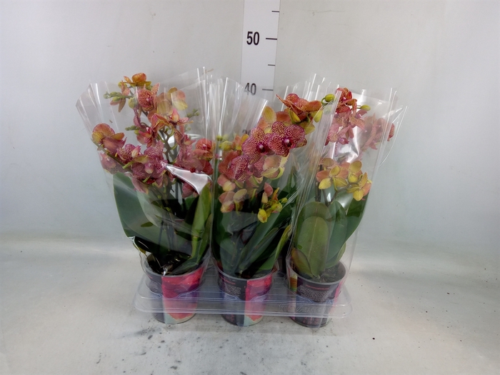 <h4>Phalaenopsis multi.   ...</h4>