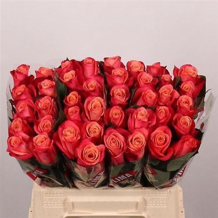 <h4>R Gr Helene</h4>